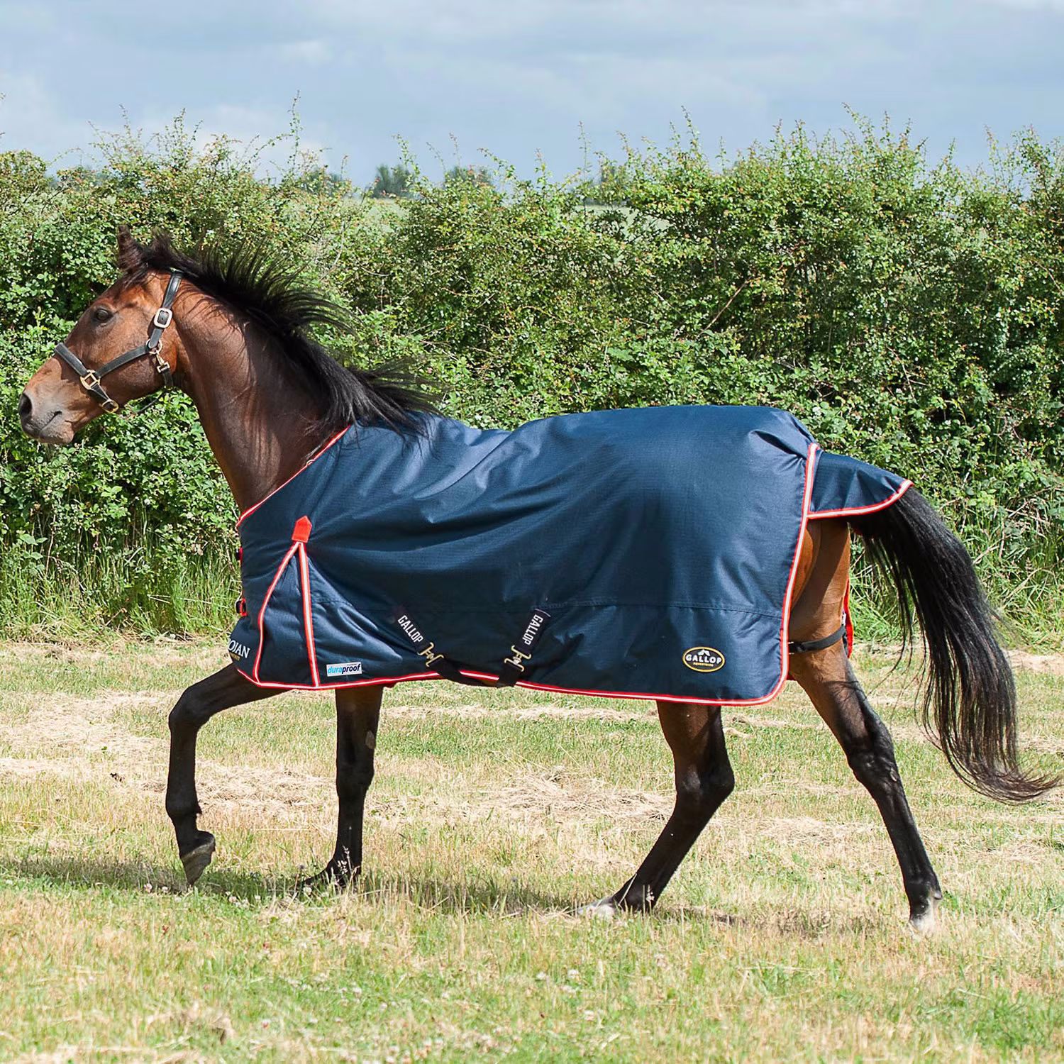Gallop Trojan Duraproof 200g Turnout Rug - Navy