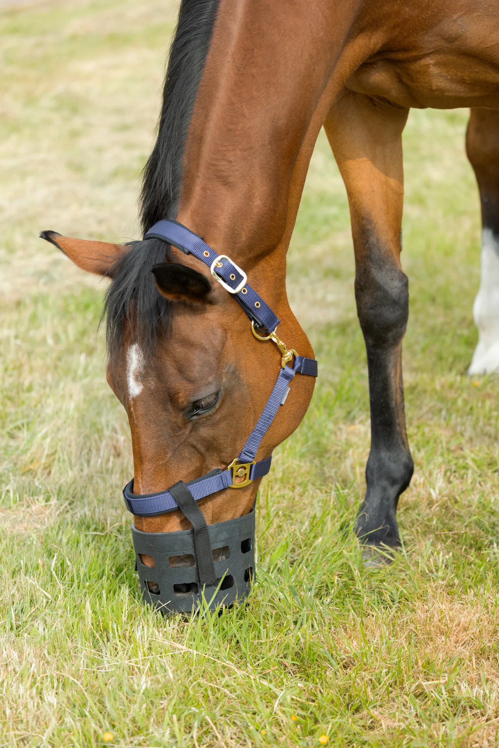 Hy Equestrian Rubber Muzzle - Image 3